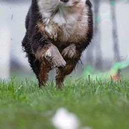 Australian Shepherds and Rottweilers from VomMohr Kennels