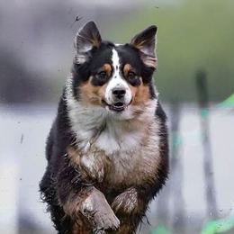 Australian Shepherds and Rottweilers from VomMohr Kennels