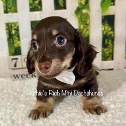 Fig - Chocolate and cream male Dachshund puppy in Lakeland, Florida from Ruthie’s Rich Mini Dachshunds