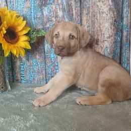 Boy 4 - Light brown male Chesapeake Bay Retriever puppy in Laporte, Minnesota from Northern Odyssey Gun Dogs