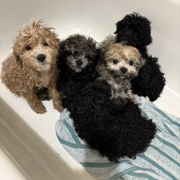 Cockapoo and Poodle Puppies from Puppie Poos 4 U