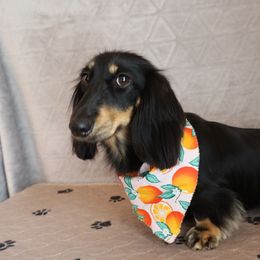 Maggie - Dachshund