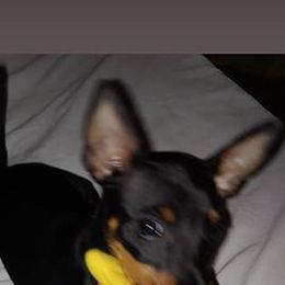 Manchester Terriers from raTMTaz
