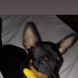 Manchester Terriers from raTMTaz