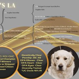 Golden Retriever puppies from Keystone Working Dogs