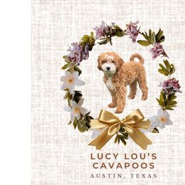 Cavapoos from Lucy Lou’s Cavapoos