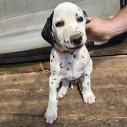 Orange - White and black male Dalmatian puppy in Pulaski, Tennessee from River Valley Forge Dalmatians