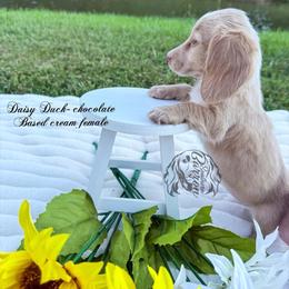 Daisy Duck - Cream female Dachshund puppy in Prairieville, Louisiana from Southern Barron Danes & Dachshunds
