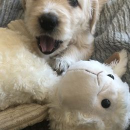 Goldendoodle Puppies from Kellee's Goldendoodles