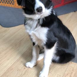 Border Collie Puppies from Aumakua Border Collies
