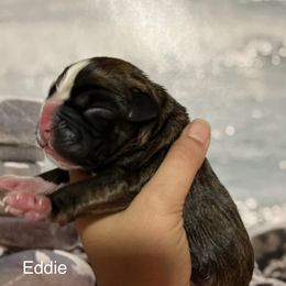 Boxer Puppies from Von Royal Dell’Infinite