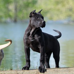 Black girl 2 - Black Perro de Presa Canario puppy in Leitchfield, Kentucky from Rey Gladiador Presa Canario