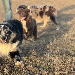 Australian Shepherds from Circle B working Aussies