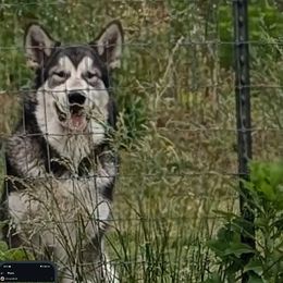 Blitzen - Agouti and white male Alaskan Malamute puppy in Louisburg, North Carolina from Rockin' Maples Malamutes
