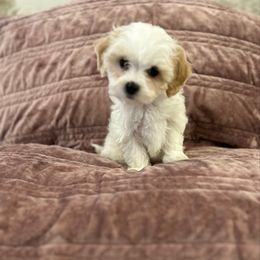 Pancake - male Maltipoo puppy in Harrison, Arkansas from New Hope Ranch