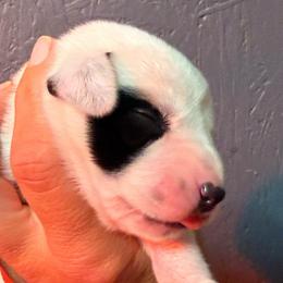 Panda - White and black male Dalmatian puppy in Newfoundland, Pennsylvania from Poconopaws