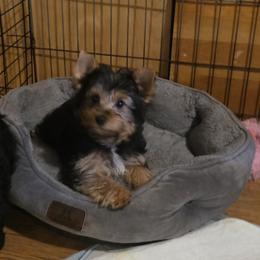 Boy 1 - Black and tan male Yorkshire Terrier puppy in Colton, Oregon from Yorkies & More R US