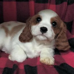 Luke Skywalker - Blenheim male Cavalier King Charles Spaniel puppy in Franklin, North Carolina from Cavaliers of the County Macon