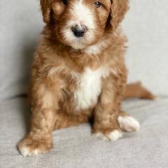 Assorted Doodle Crosses Puppies from Barking Blessings