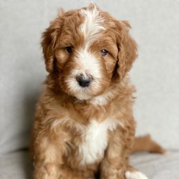 Assorted Doodle Crosses Puppies from Barking Blessings