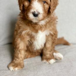 Assorted Doodle Crosses Puppies from Barking Blessings