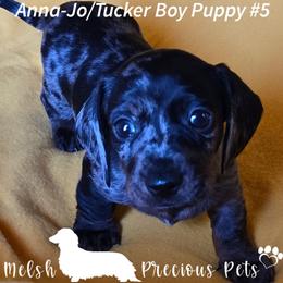 Anna-Jo and Tucker'spuppy 5 - Dapple male Dachshund puppy in Anamosa, Iowa from Melsh Precious Pets