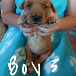 Boy 3 - Dark golden male Golden Retriever puppy in Lanesboro, Minnesota from Eagle Ridge Golden Retrievers