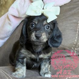 Dixie - Black and cream female Dachshund puppy in Hornbeck, Louisiana from A&Z Mini Dachshunds