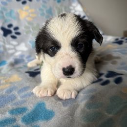 Daisy - Brindle and white female Cardigan Welsh Corgi puppy in Wekiwa Springs, Florida from It is Corgiland