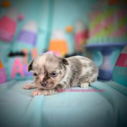 Picasso - Merle male Chihuahua puppy in Piqua, Kansas from Cute As A Cupcake Chihuahuas
