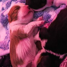 Cavalier King Charles Spaniel Puppies from Faybelle's Cavaliers