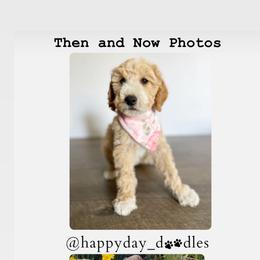 Goldendoodle Puppies from Happy Day Doodles