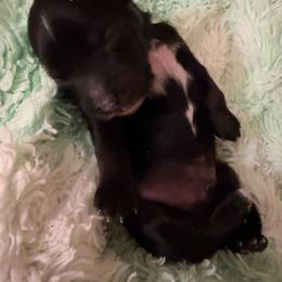 Tri Colored Male - Black white and tan male Chinese Crested puppy in Salt Lake City, Utah from Naked & Famous