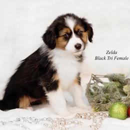 Zelda - Black tri female Miniature Australian Shepherd puppy in Mechanicsburg, Pennsylvania from TJ's Aussies