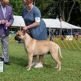 Roo - Bullmastiff