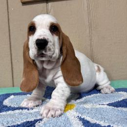 Homer - Red and white male Basset Hound puppy in Pilot Mtn, North Carolina from Lowdown Love Basset Hounds