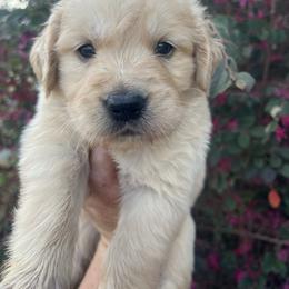 Blue - Golden male Golden Retriever puppy in Jesup, Georgia from Painted Platinum Retrievers (Painted Platinum Kennel) PPK