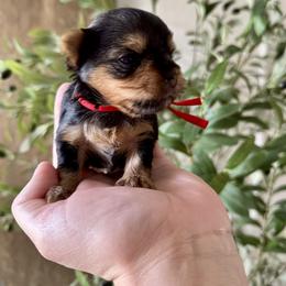 Yorkshire Terrier Puppies from Crystal Garden Yorkies