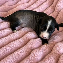 Annabelle - Black and white female Chinese Crested puppy in Aberdeen, Idaho from Willow Creek Cresteds