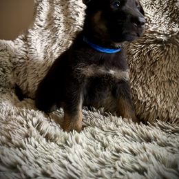 Blue Collar - Black and tan German Shepherd puppy in Wellington, Colorado from Altvater German Shepherds
