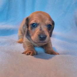 Poppy - Dapple female Dachshund puppy in Opelika, Alabama from Dachshund Darlins