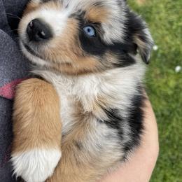 Australian Shepherd, Miniature American Shepherd, Miniature Australian Shepherd, and Toy Australian Shepherd Puppies from Painted Blue Aussies