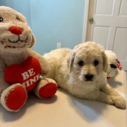 Candy - Cream female Goldendoodle puppy in Pensacola, Florida from Goldendoodles Love You in Pensacola Friend Edition