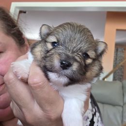 Mickey - Red parti male Pomeranian puppy in Gloversville, New York from ADKPOM Adirondack Pomeranians