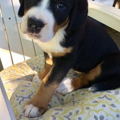 Greater Swiss Mountain Dog Puppies from Hidden Hill Greater Swiss Mountain Dogs