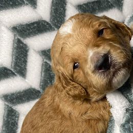 Yellow Boy - Apricot Goldendoodle puppy in Excelsior Springs, Missouri from Zoodles Micro Goldendoodles