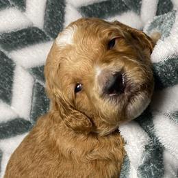 Yellow Boy - Apricot Goldendoodle puppy in Excelsior Springs, Missouri from Zoodles Micro Goldendoodles