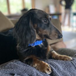 Fritz - Dachshund