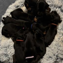 Doberman Pinscher puppies from di Casa Ortiz German Shepherds