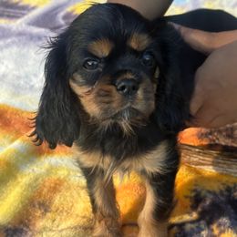 Ms. Pippet - Black and tan female Cavalier King Charles Spaniel puppy in Beaverton, Oregon from Feray Valoir cavaliers